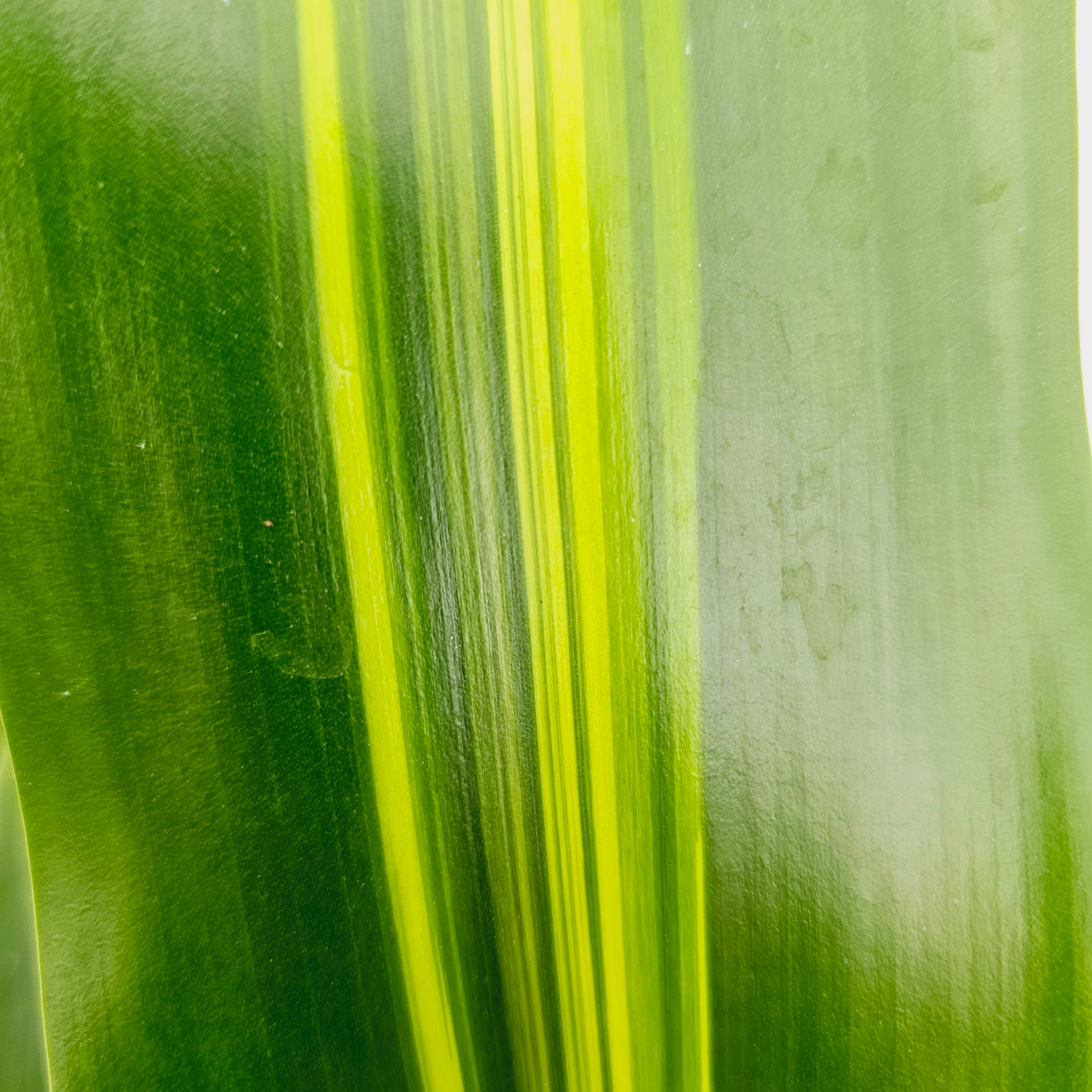Dracaena fragrans Burley