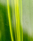 Dracaena fragrans Burley