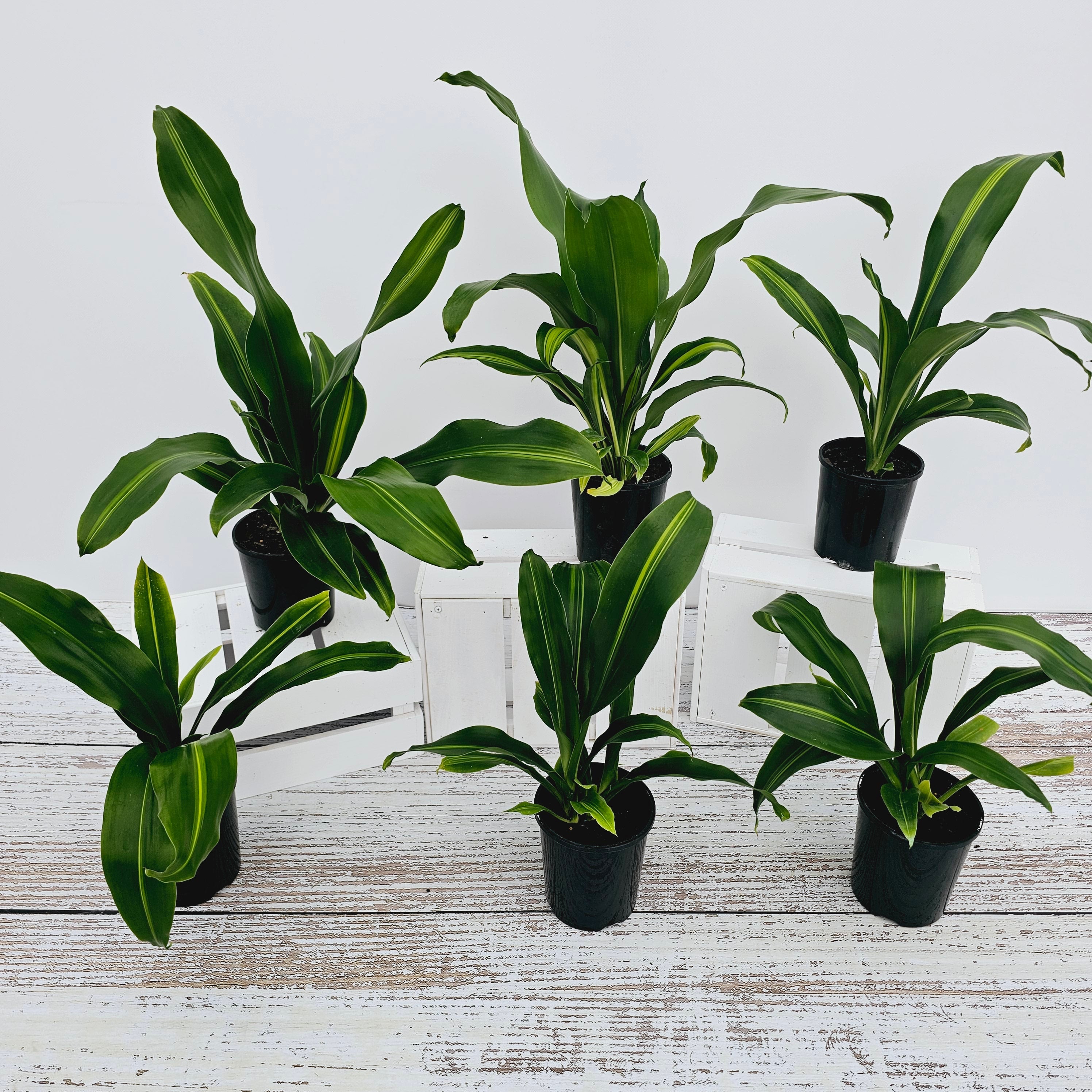 Dracaena fragrans Burley