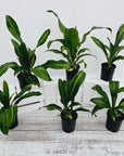 Dracaena fragrans Burley