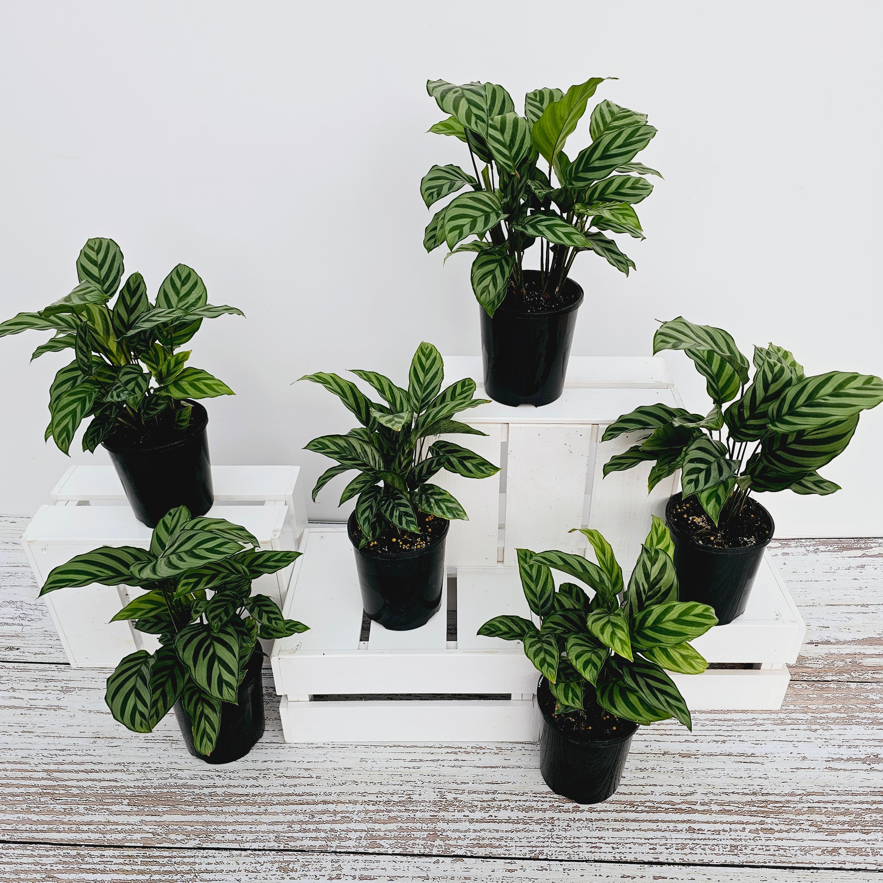 Calathea concinna Freddy
