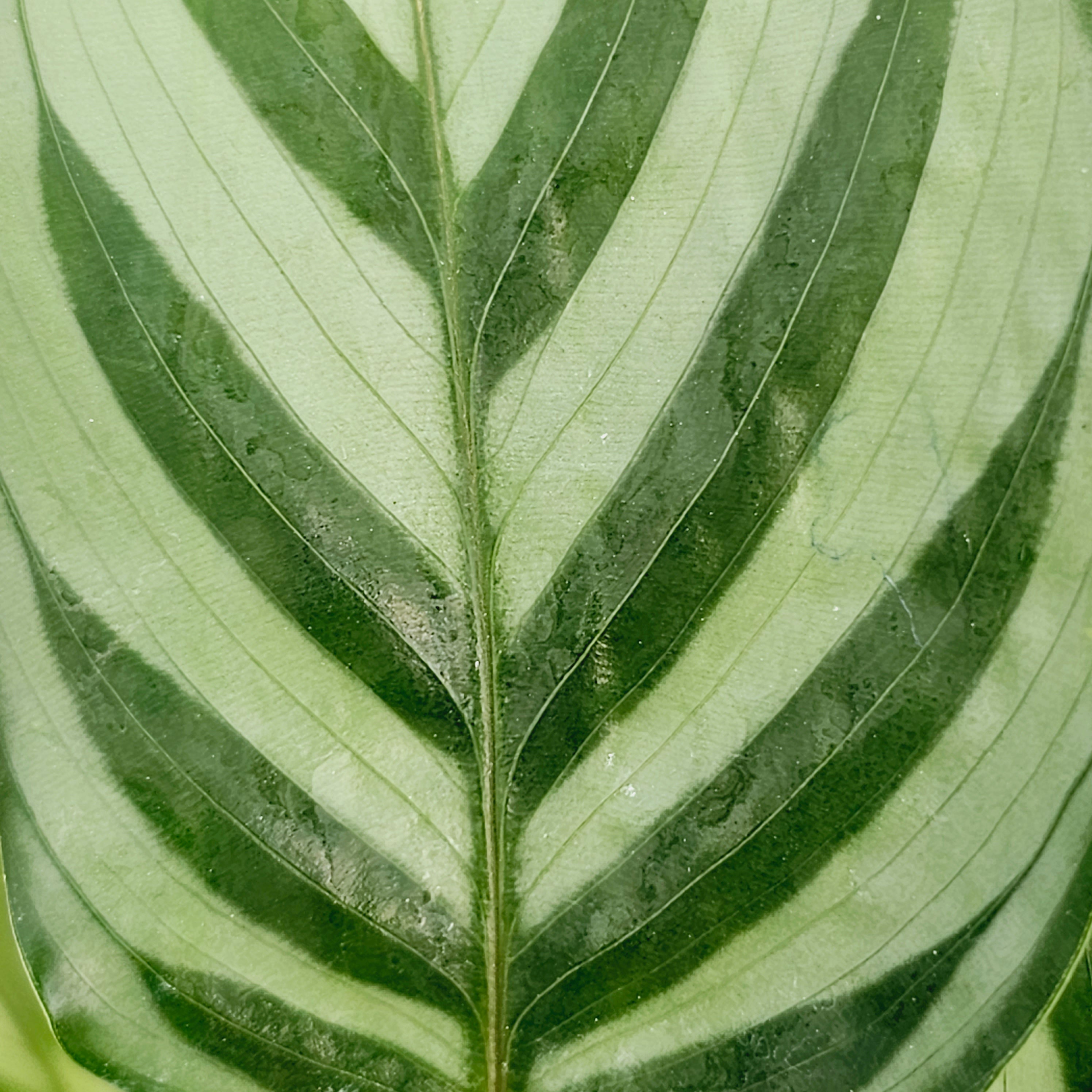 Calathea concinna Freddy
