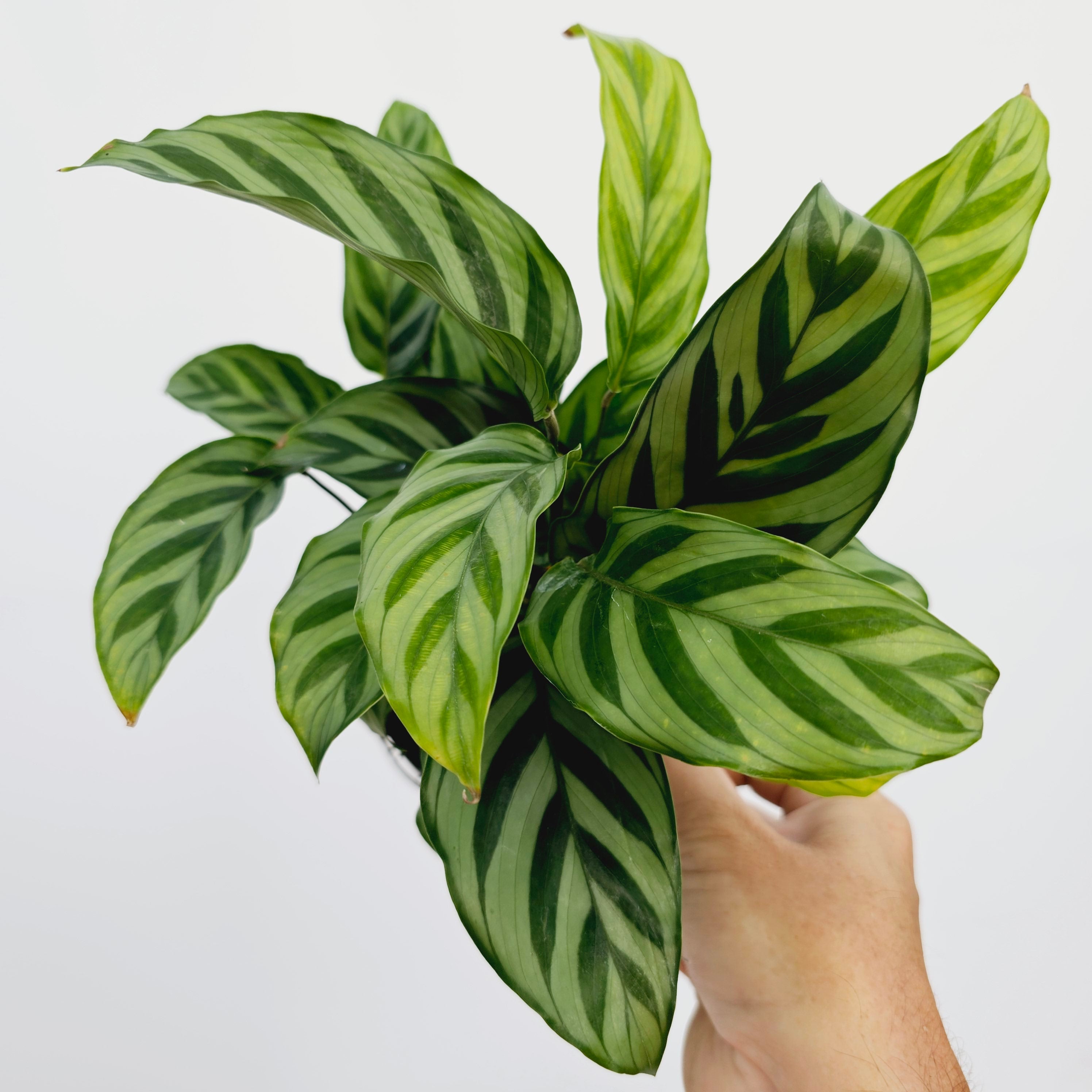Calathea concinna Freddy