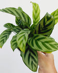 Calathea concinna Freddy