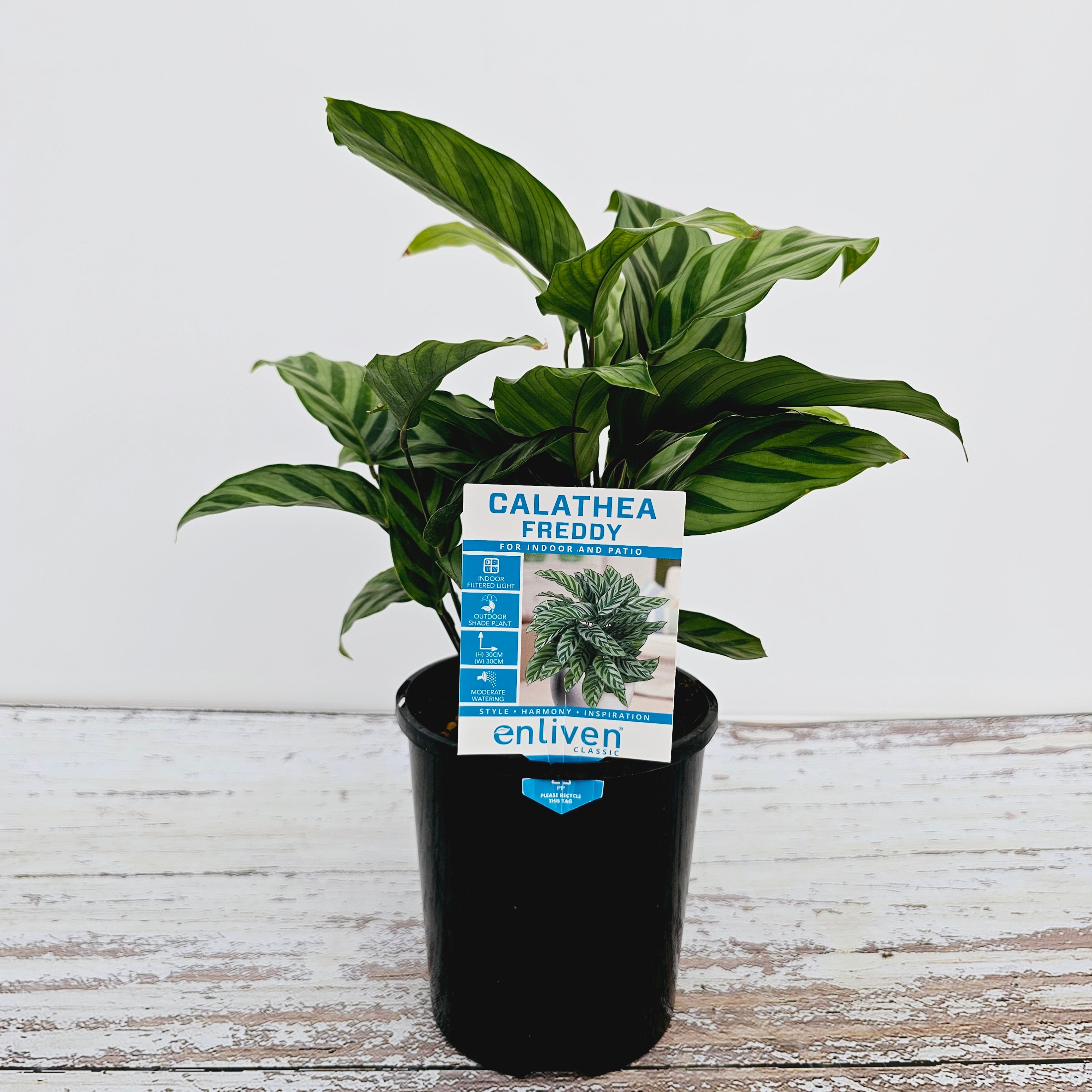 Calathea concinna Freddy