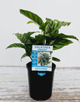 Calathea concinna Freddy
