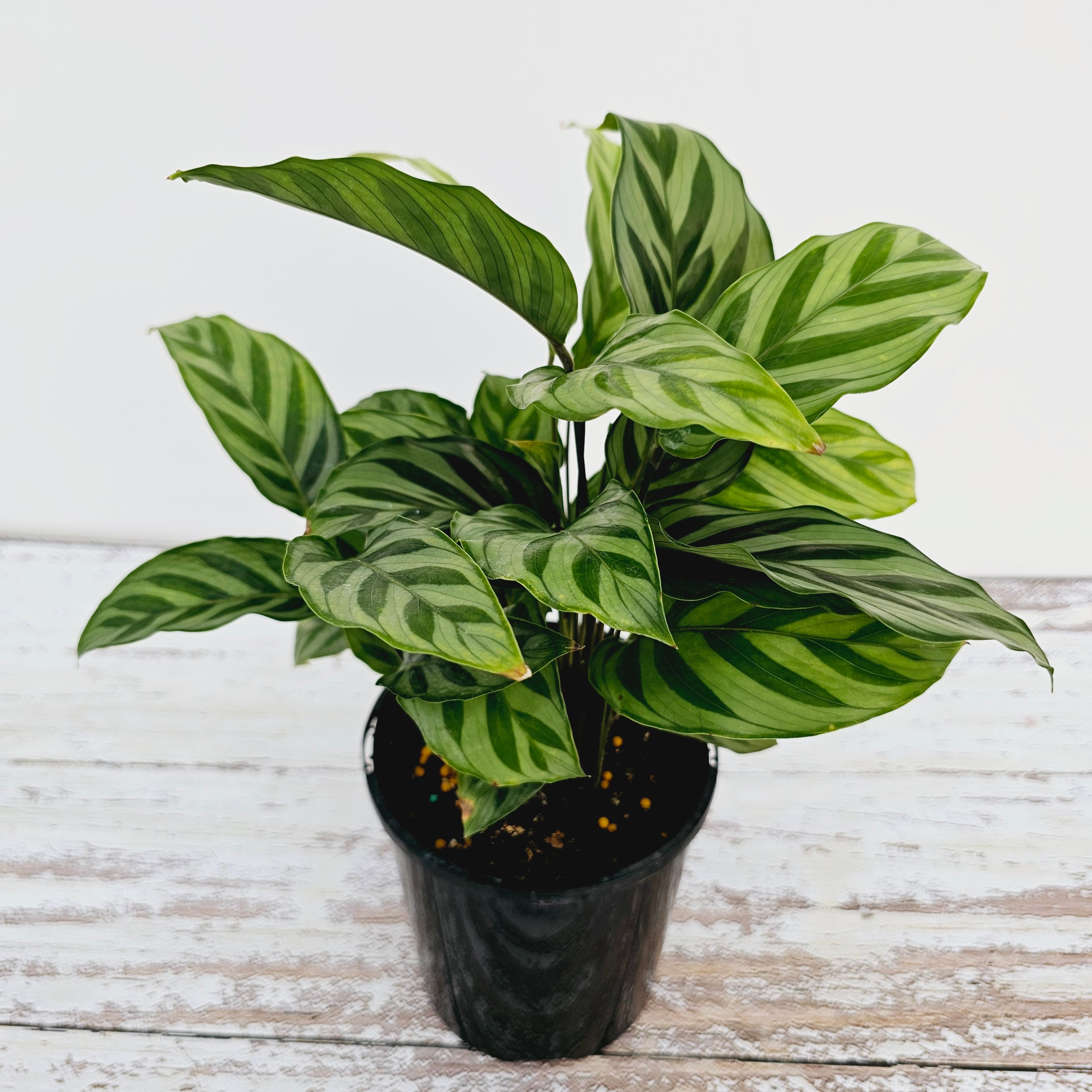 Calathea concinna Freddy