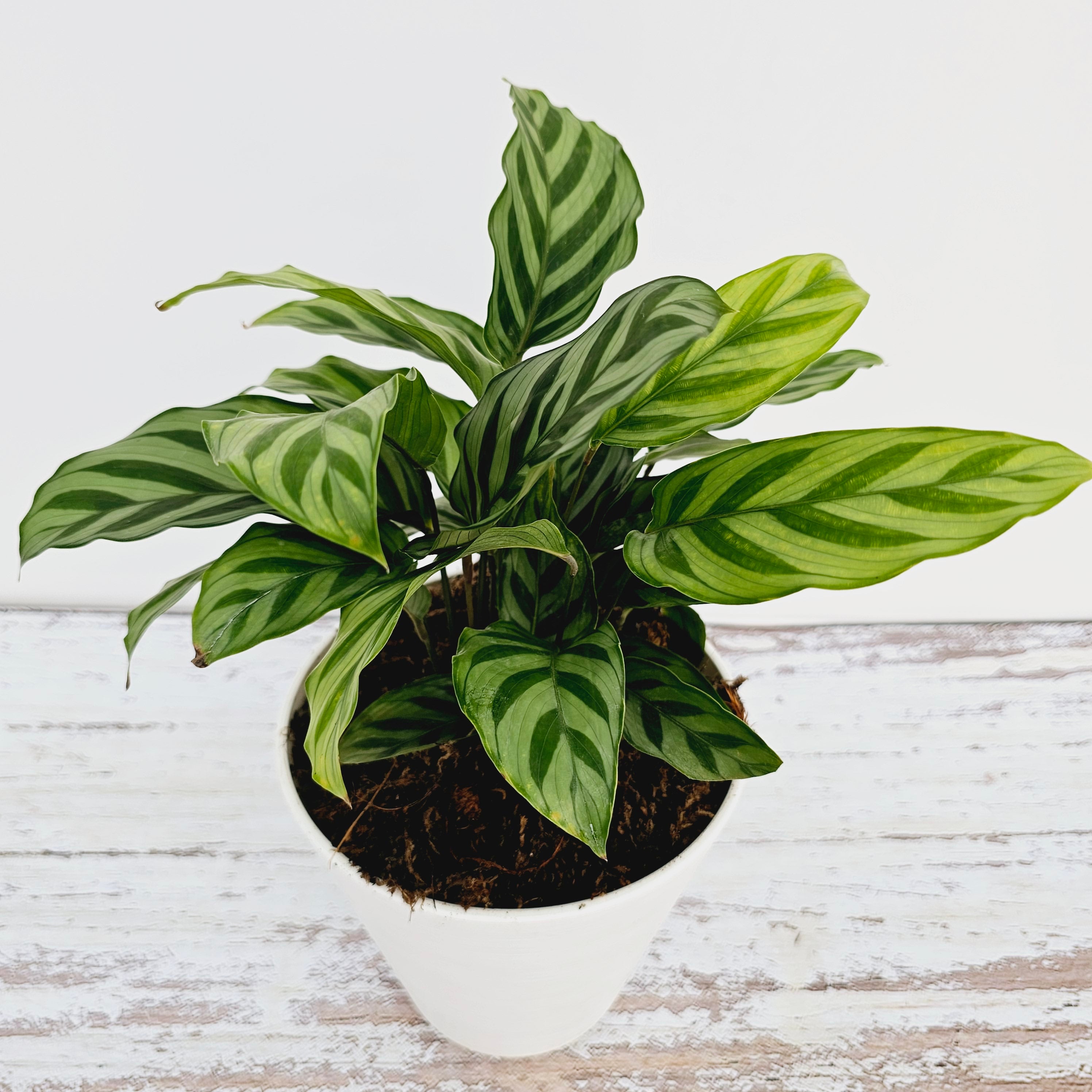 Calathea concinna Freddy