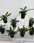 Calathea lancifolia Insignis