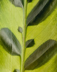 Calathea lancifolia Insignis