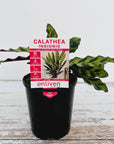 Calathea lancifolia Insignis