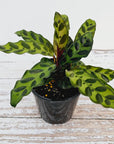 Calathea lancifolia Insignis