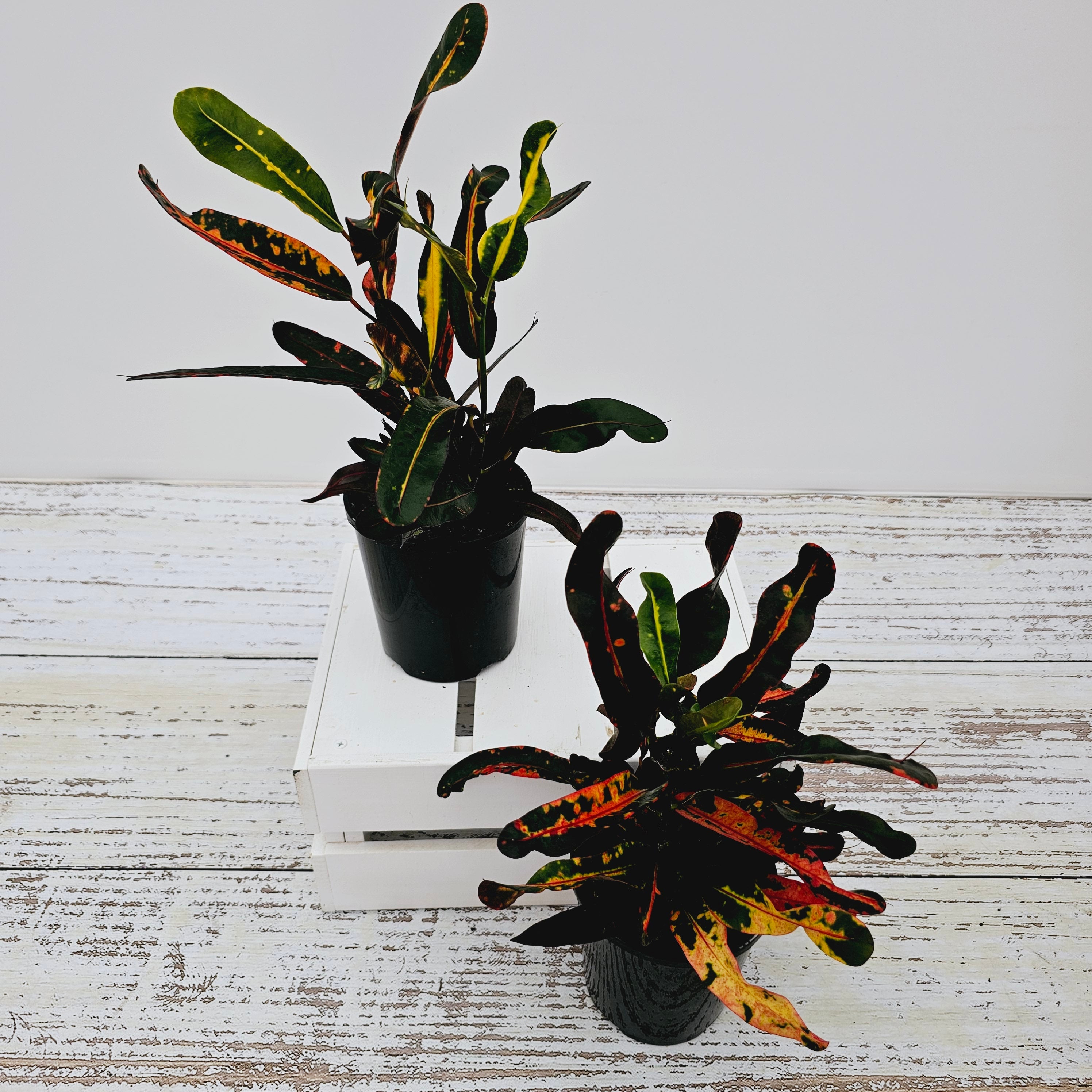 Codiaeum variegatum Croton Mammy