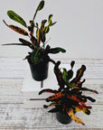 Codiaeum variegatum Croton Mammy