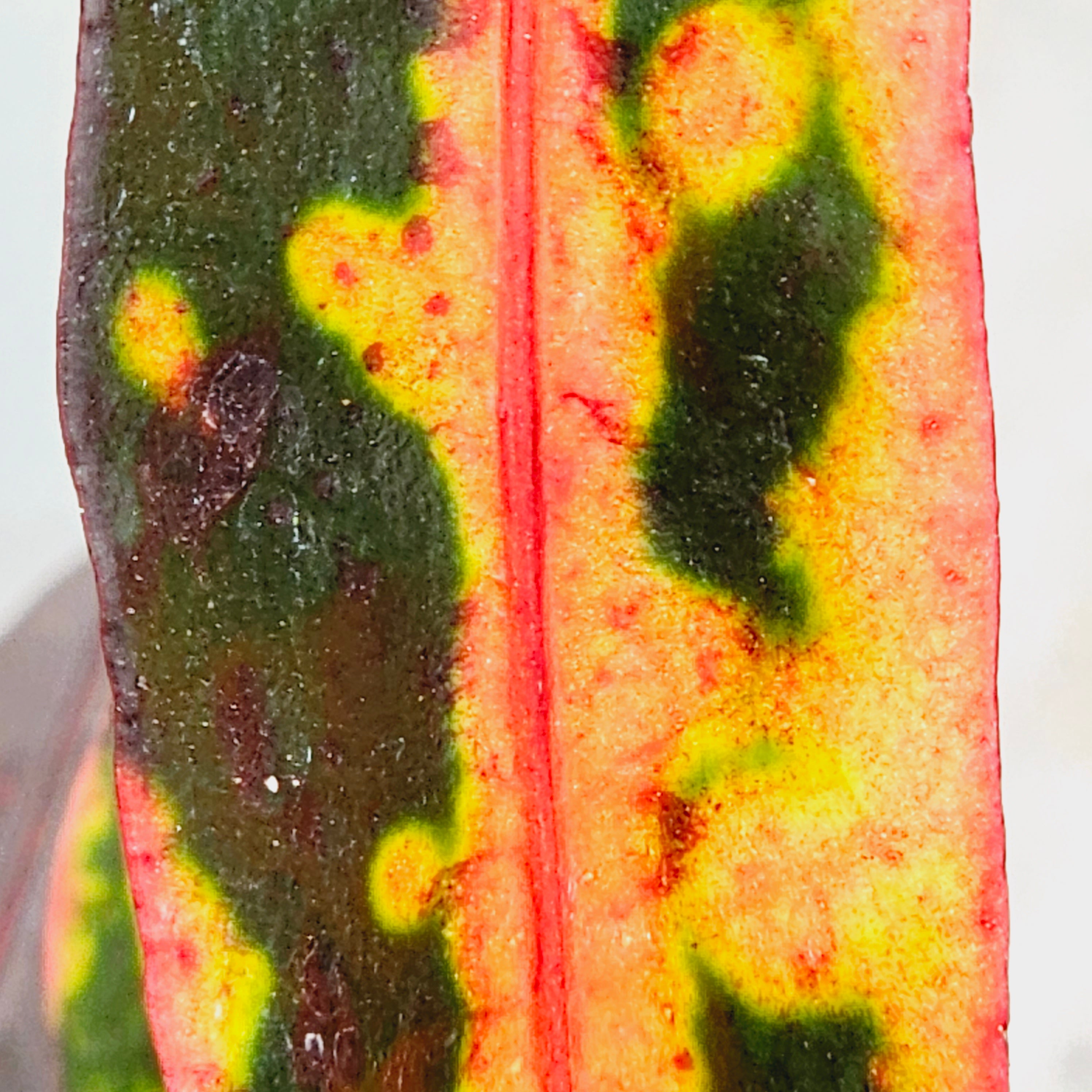 Codiaeum variegatum Croton Mammy