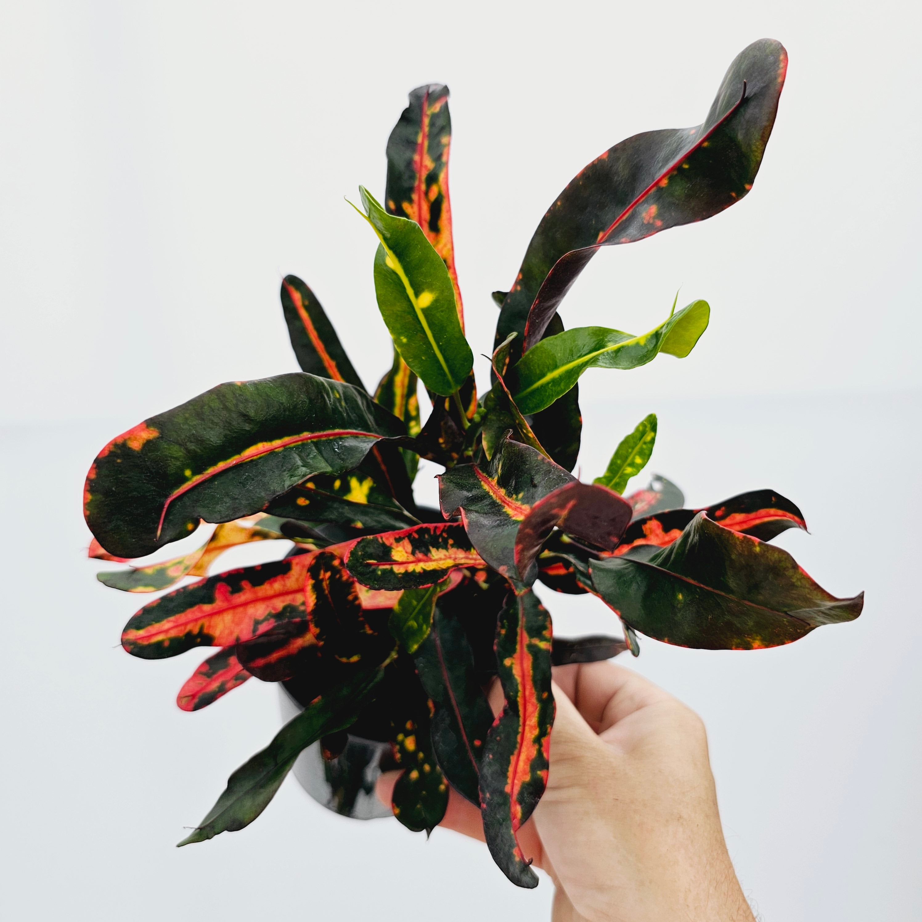Codiaeum variegatum Croton Mammy