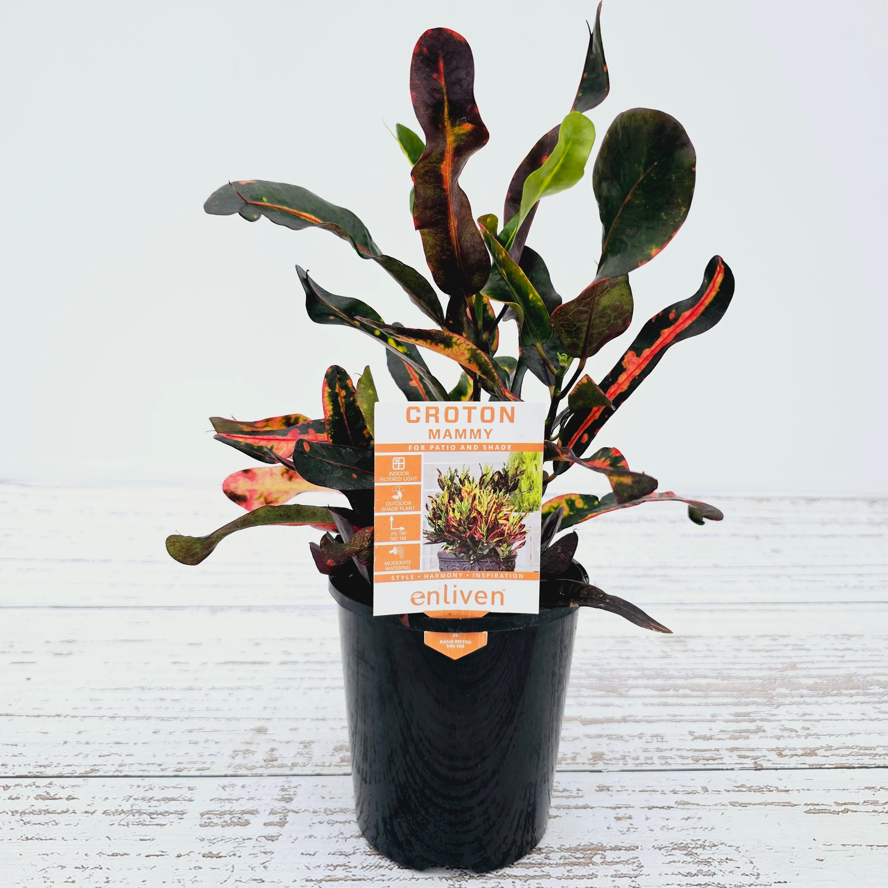 Codiaeum variegatum Croton Mammy