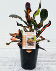 Codiaeum variegatum Croton Mammy