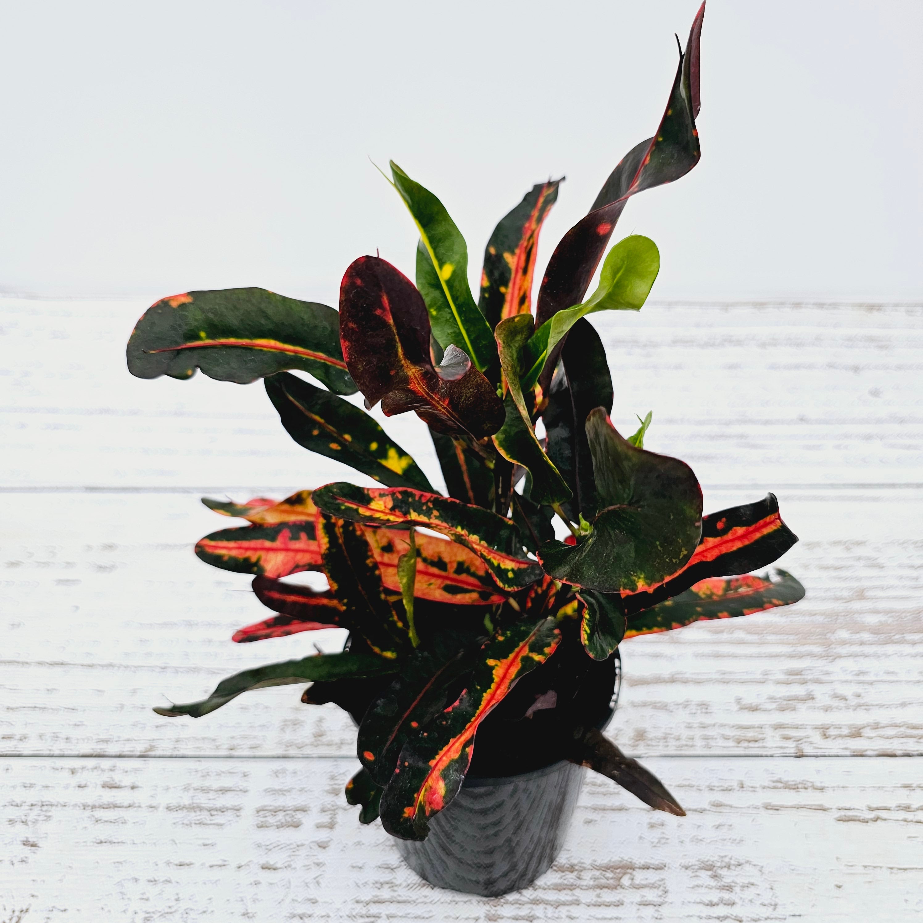 Codiaeum variegatum Croton Mammy