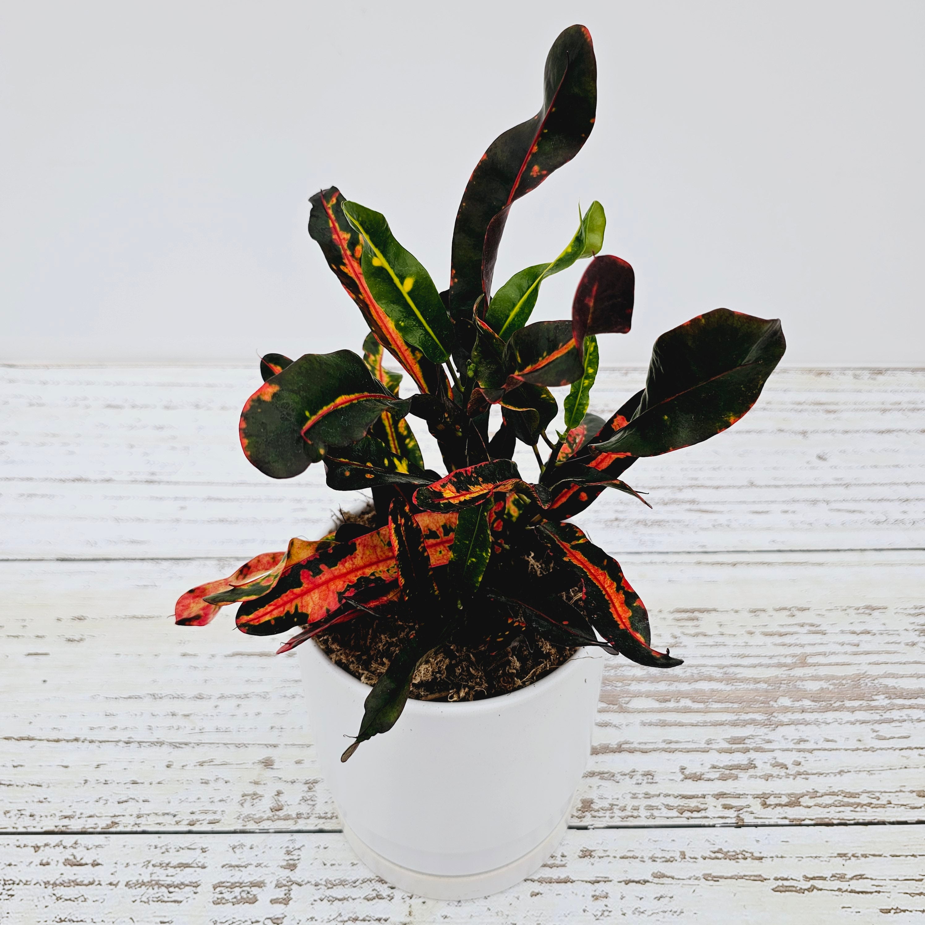 Codiaeum variegatum Croton Mammy