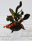Codiaeum variegatum Croton Mammy