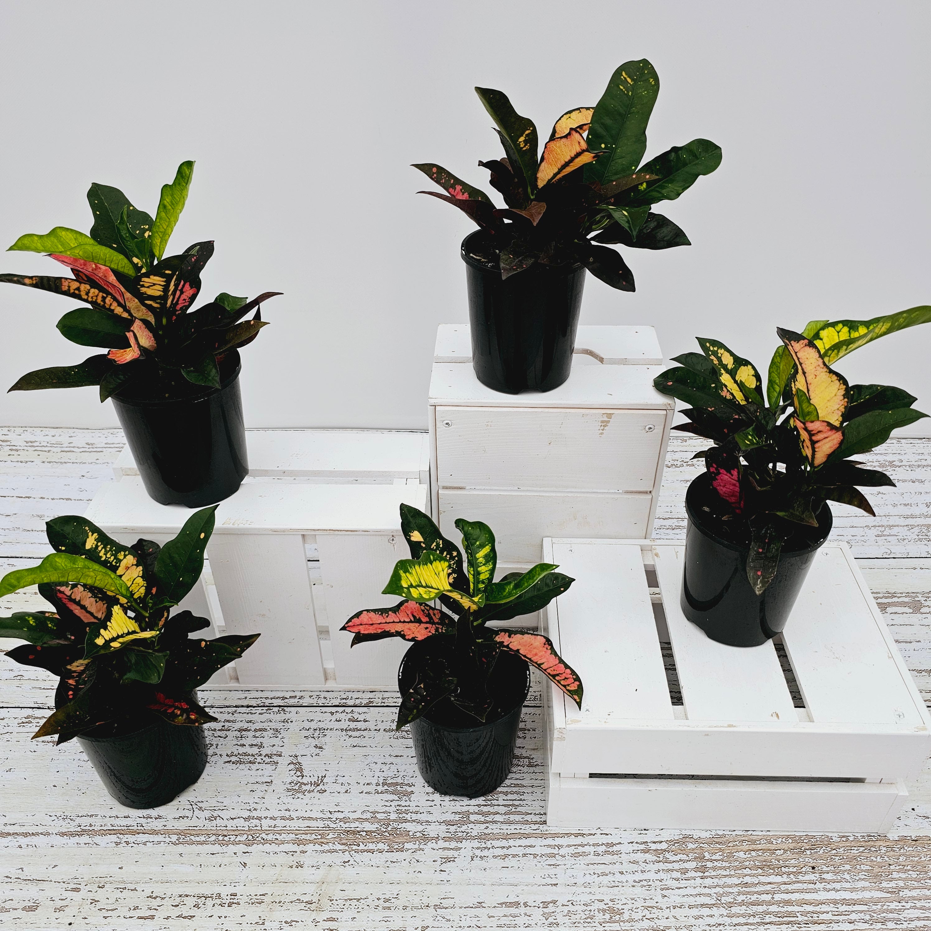 Codiaeum variegatum Croton Wilma