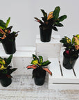 Codiaeum variegatum Croton Wilma