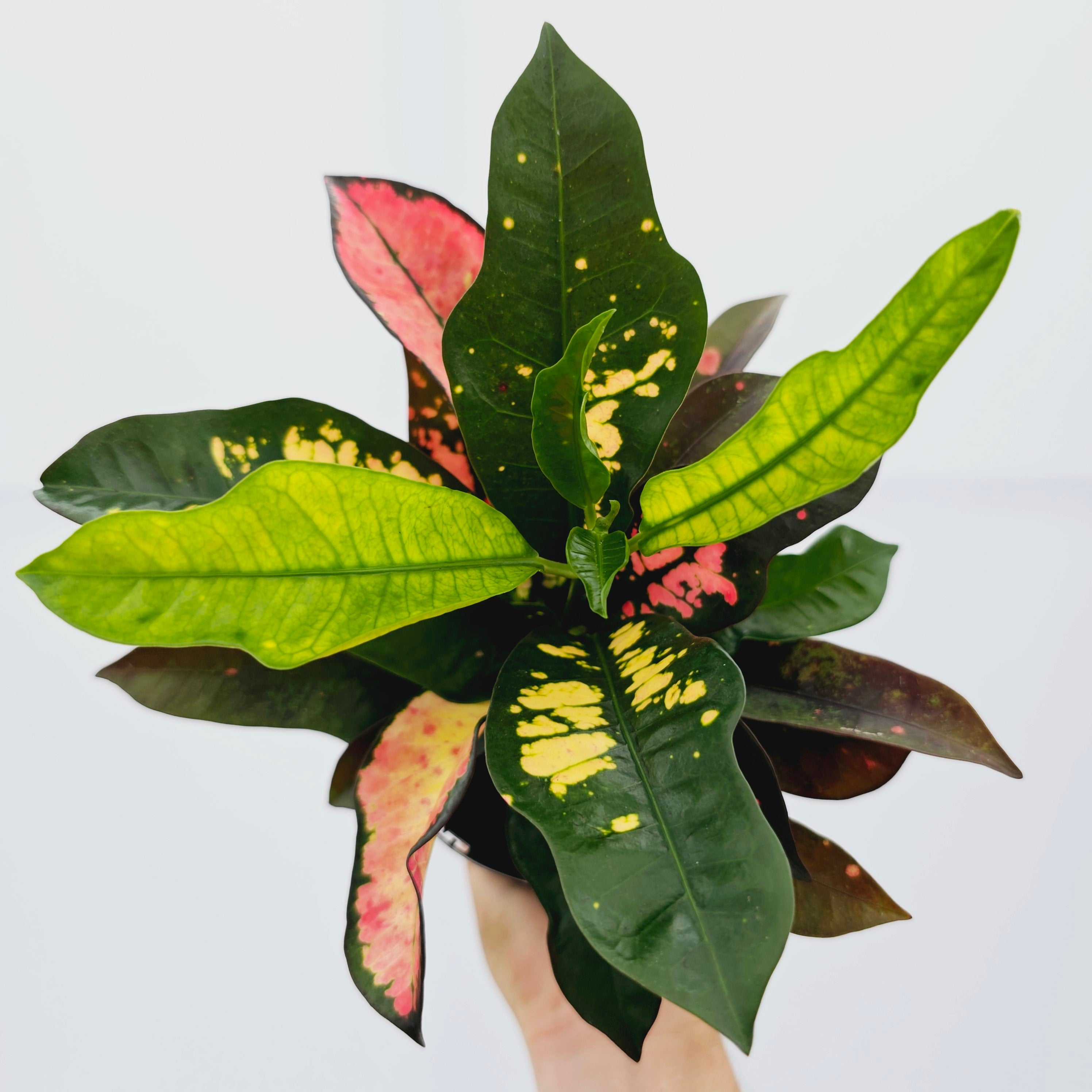 Codiaeum variegatum Croton Wilma