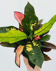 Codiaeum variegatum Croton Wilma