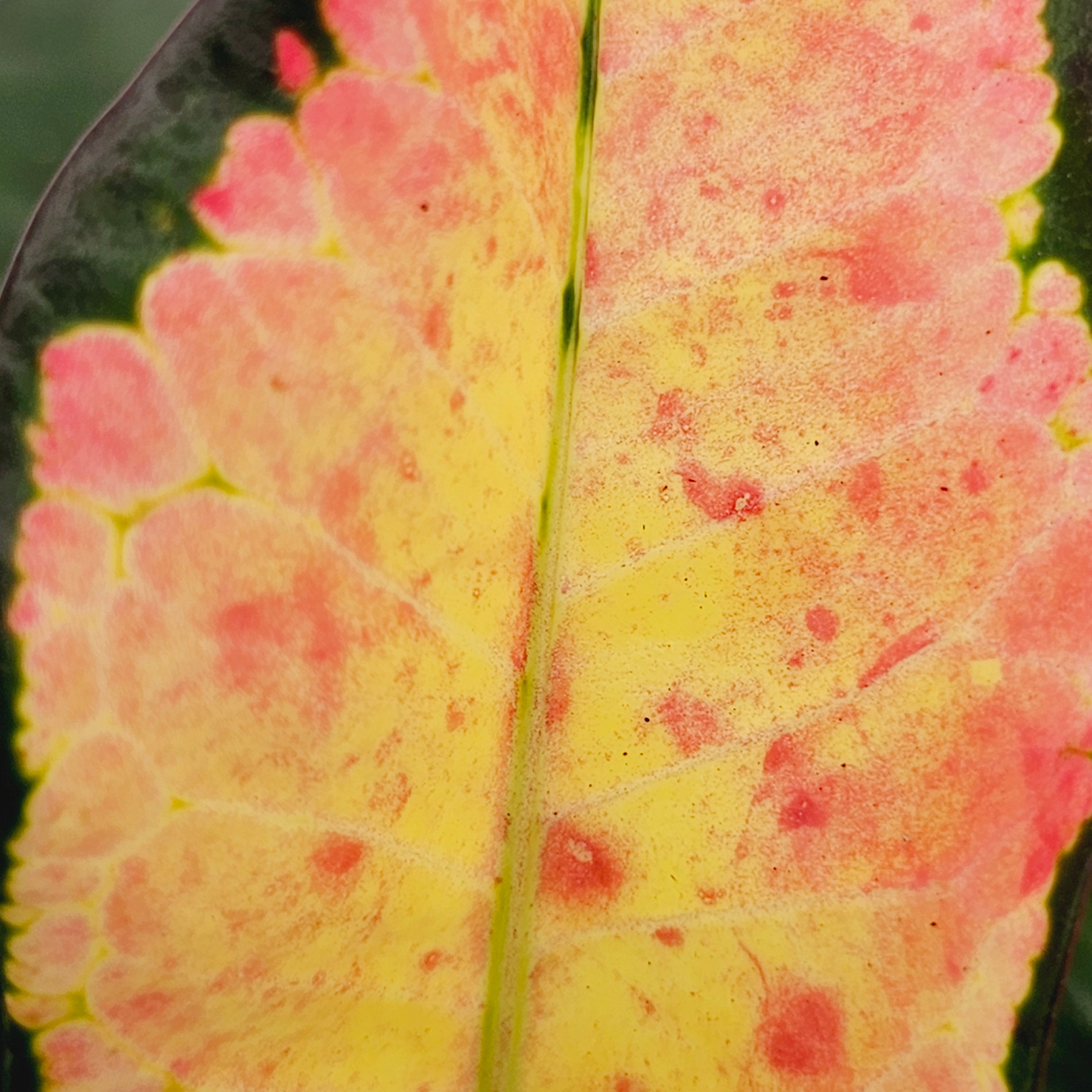 Codiaeum variegatum Croton Wilma