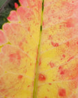 Codiaeum variegatum Croton Wilma