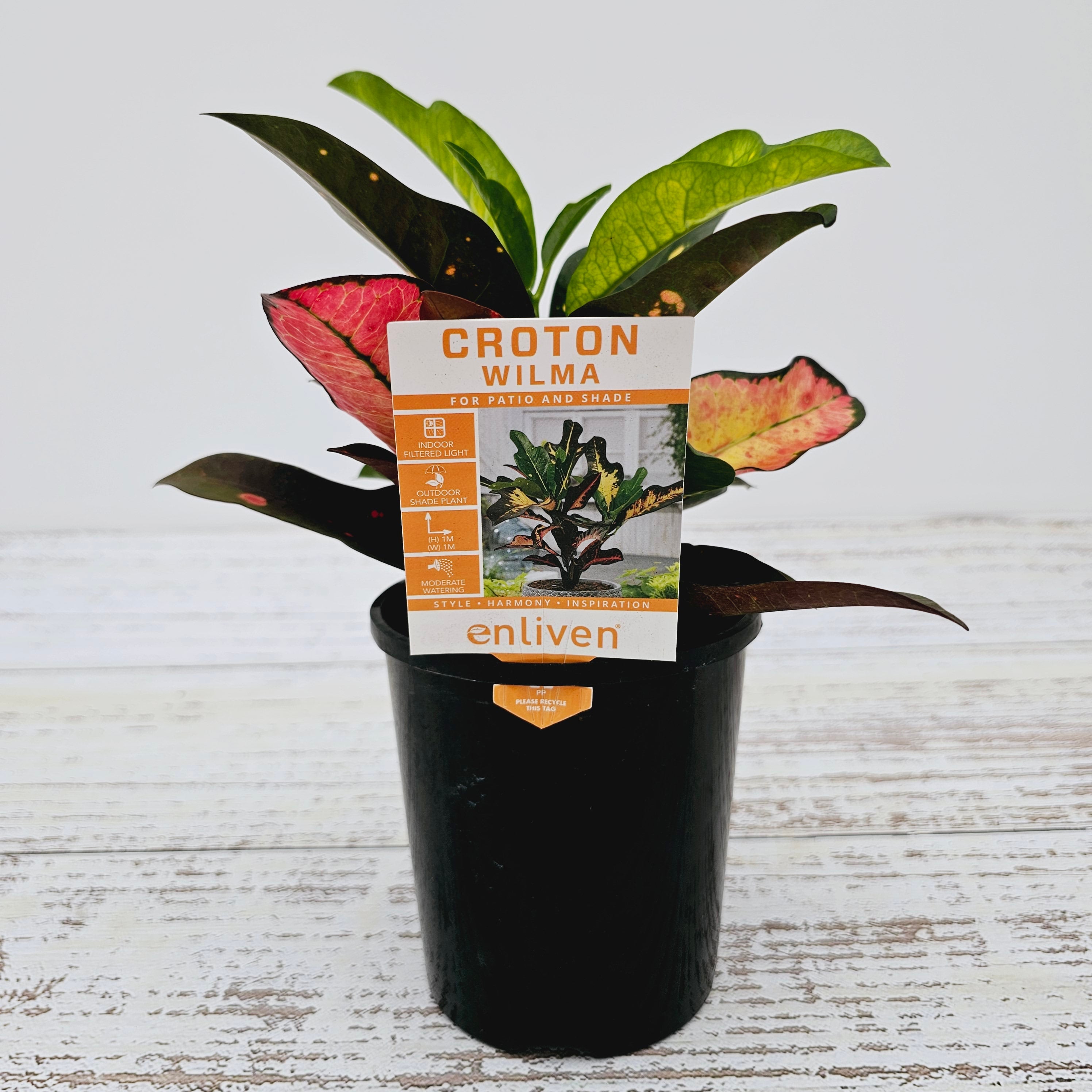 Codiaeum variegatum Croton Wilma
