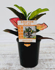 Codiaeum variegatum Croton Wilma