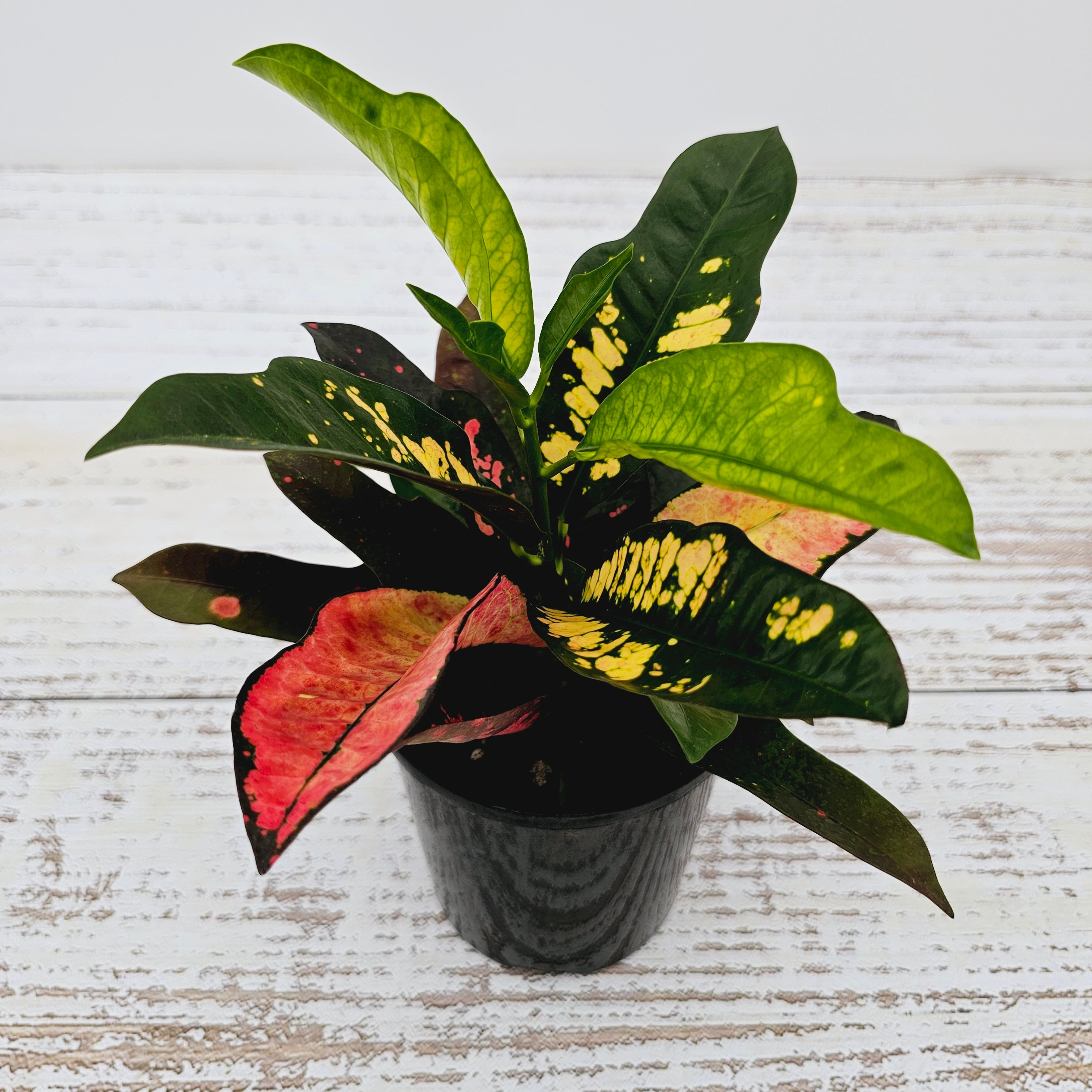 Codiaeum variegatum Croton Wilma