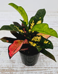 Codiaeum variegatum Croton Wilma