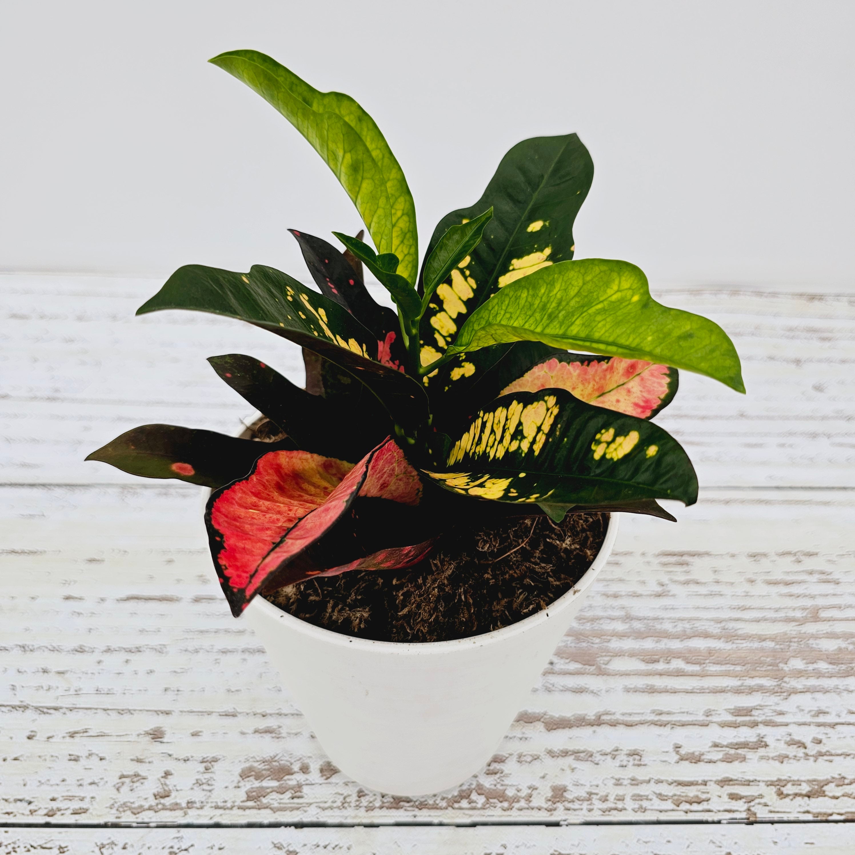 Codiaeum variegatum Croton Wilma