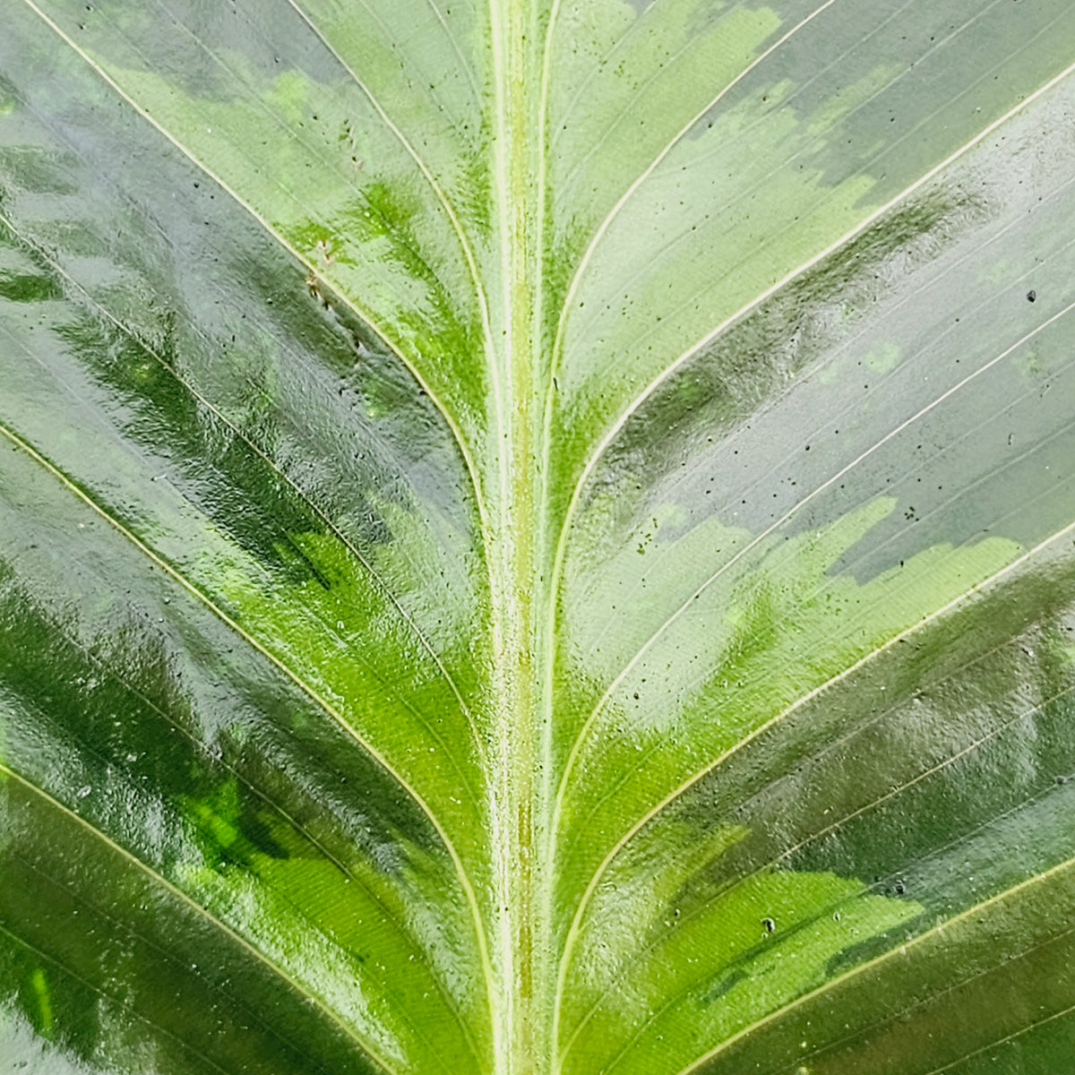 Calathea warscewiczii - Perfectly Imperfect Plants