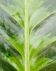 Calathea warscewiczii - Perfectly Imperfect Plants