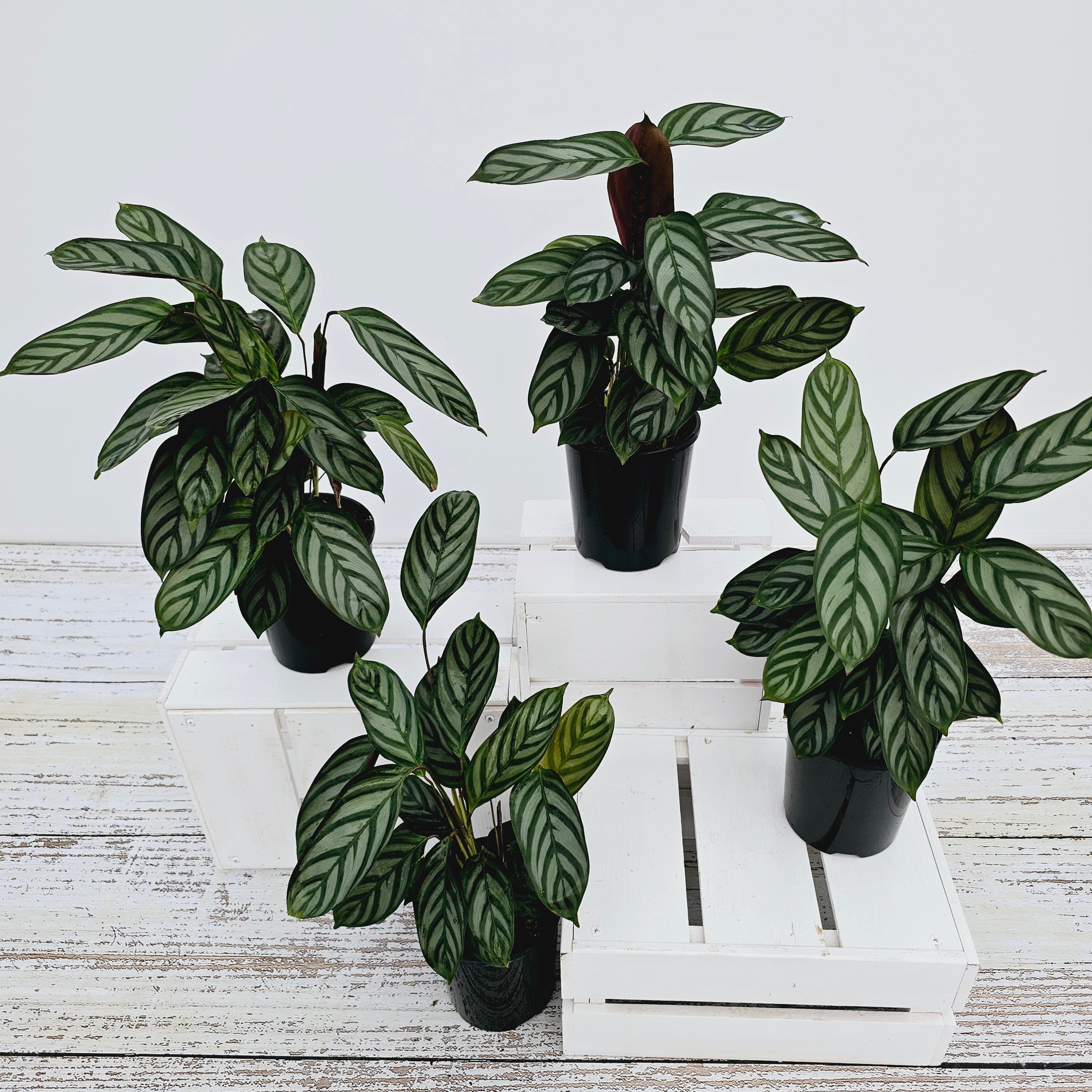 Ctenanthe oppenheimiana