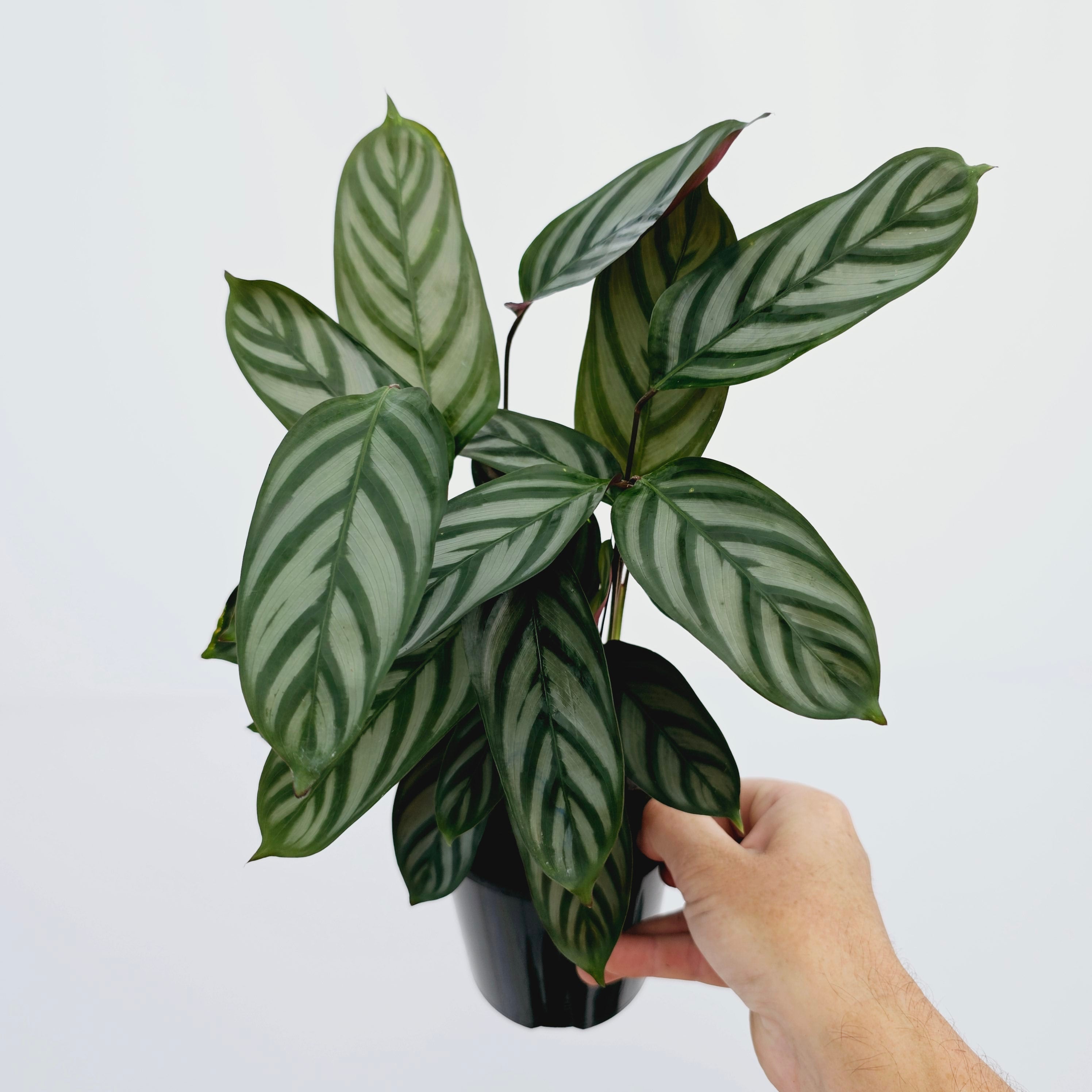 Ctenanthe oppenheimiana