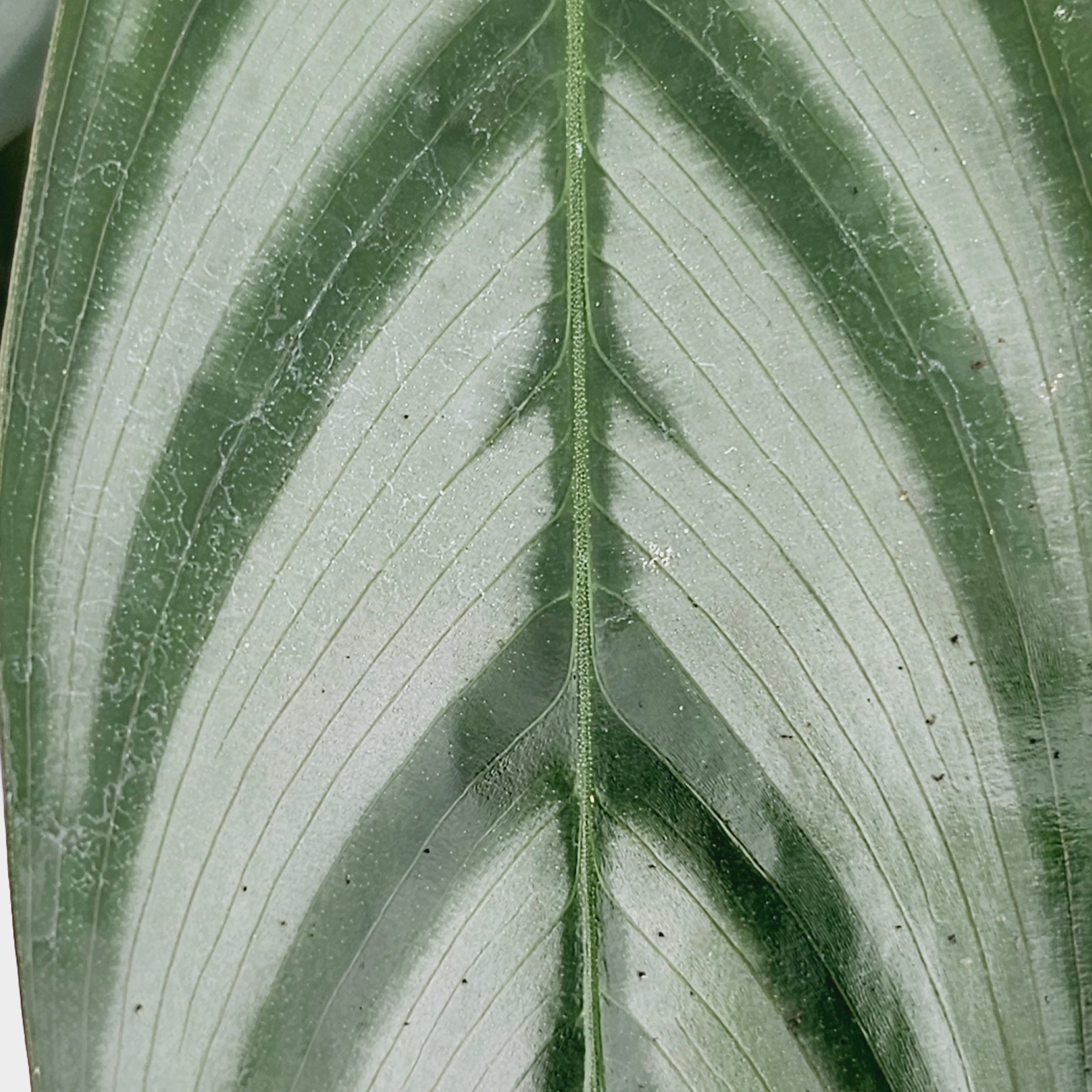 Ctenanthe oppenheimiana