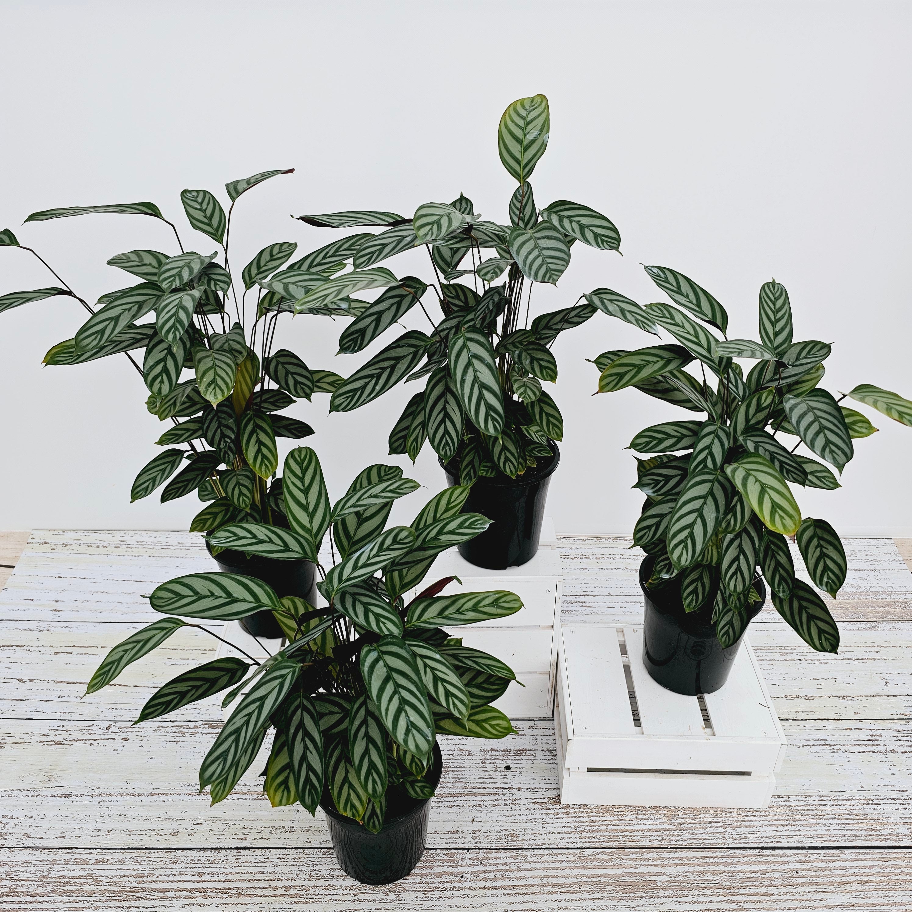 Ctenanthe oppenheimiana