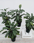 Ctenanthe oppenheimiana