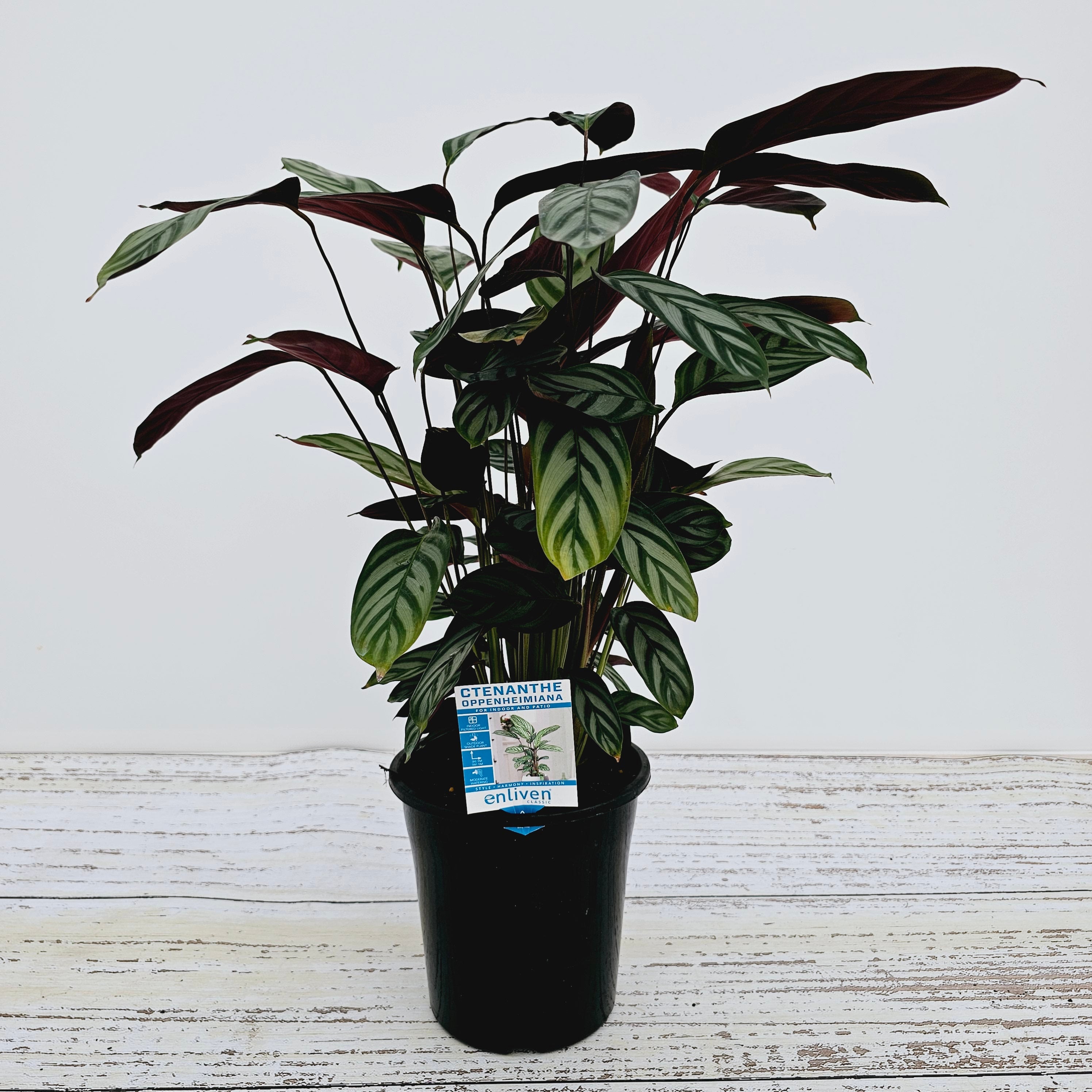 Ctenanthe oppenheimiana