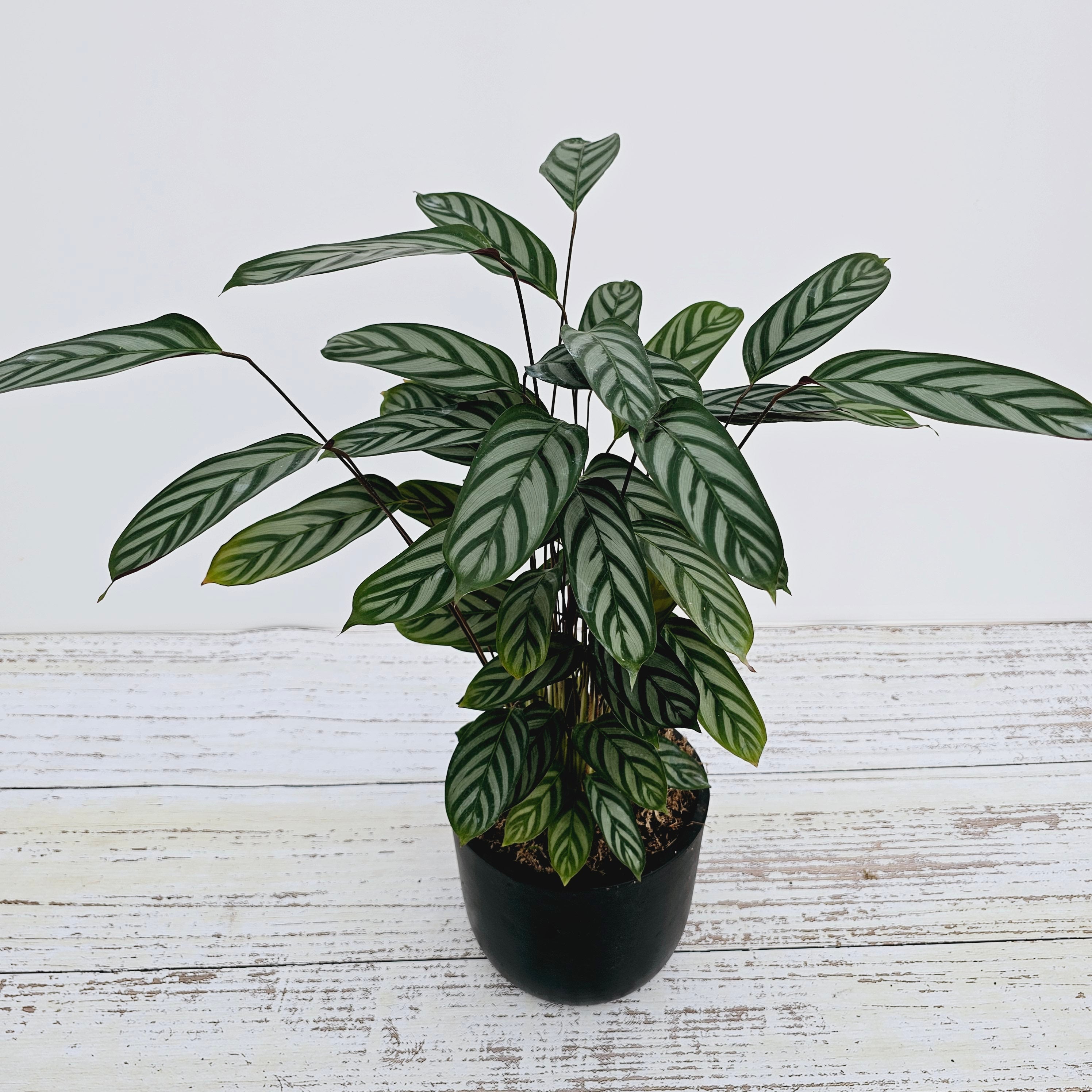 Ctenanthe oppenheimiana