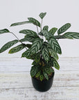 Ctenanthe oppenheimiana