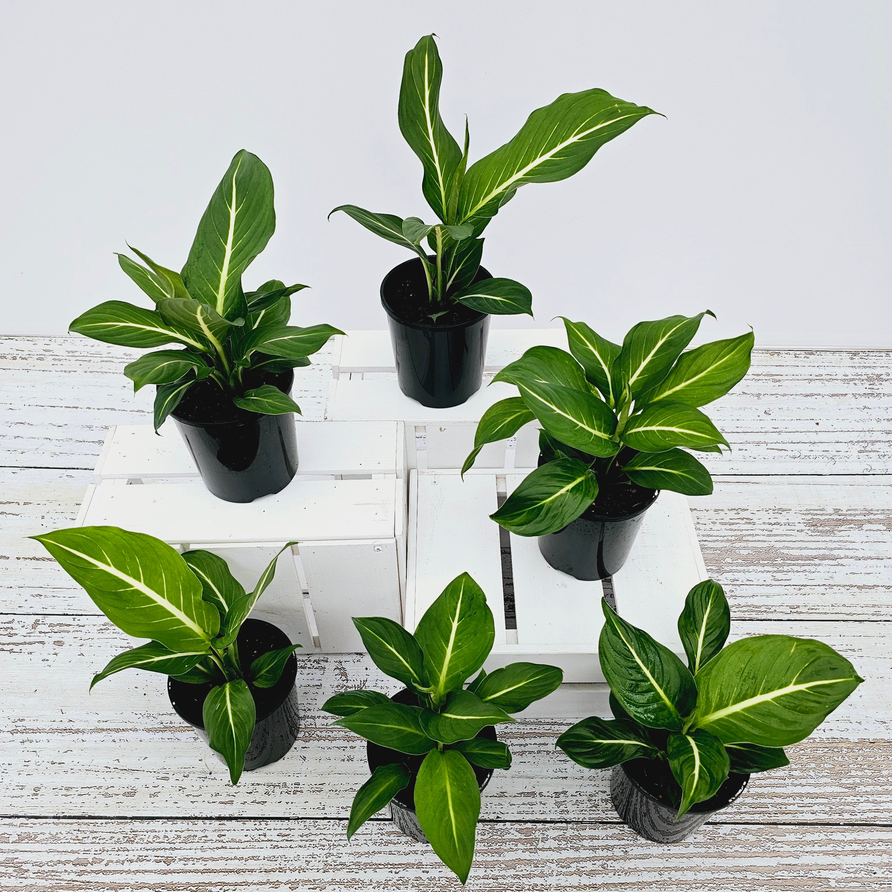 Dieffenbachia maculata Sterling