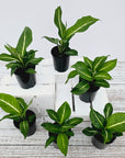 Dieffenbachia maculata Sterling