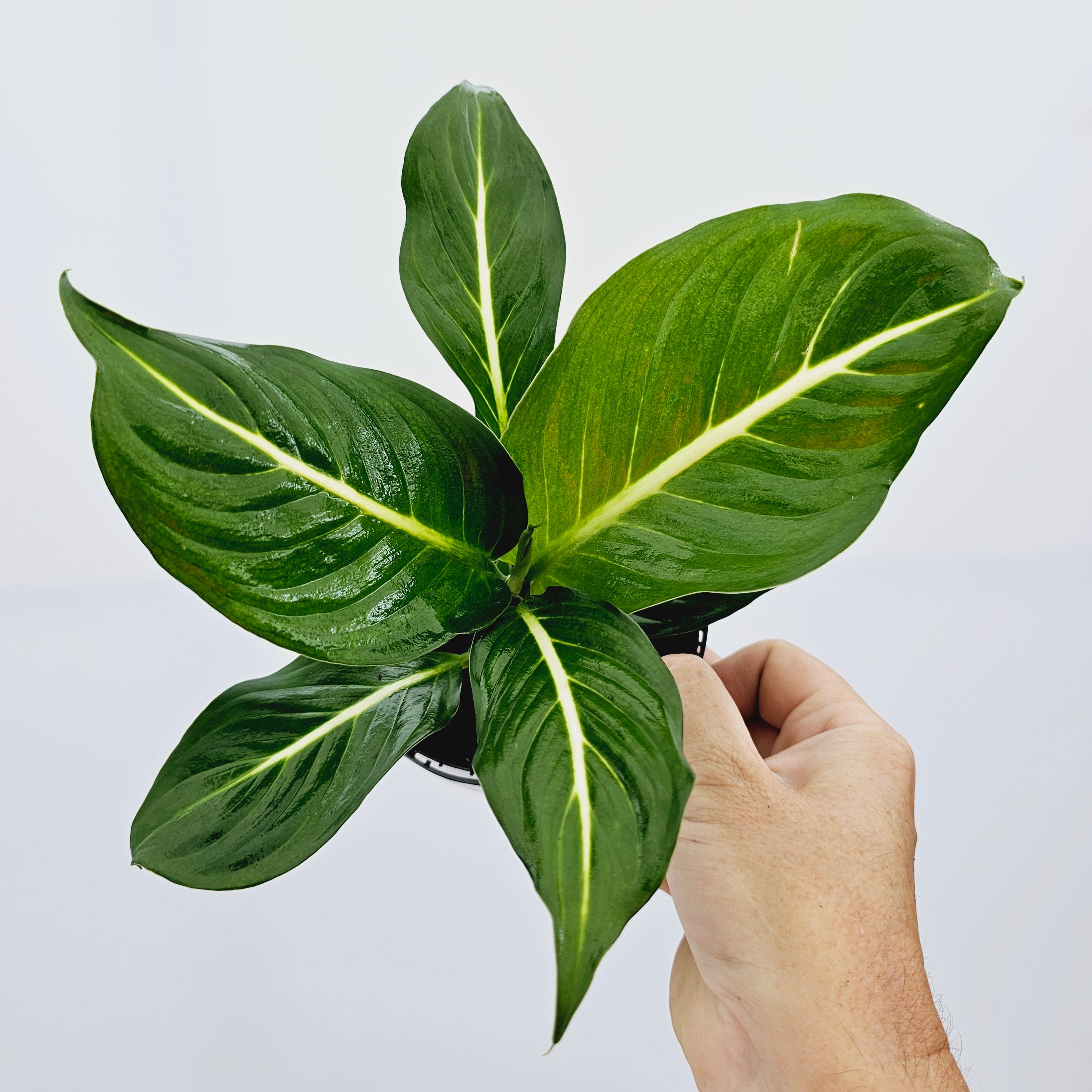 Dieffenbachia maculata Sterling