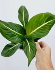 Dieffenbachia maculata Sterling